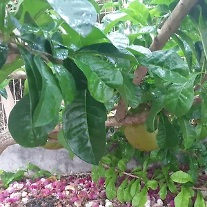 De Corneille, Sweet Mango Hébergement de vacances